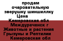 продам очаровательную зверушку-шиншиллку › Цена ­ 3 000 - Кемеровская обл., Междуреченск г. Животные и растения » Грызуны и Рептилии   . Кемеровская обл.